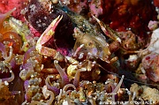 Neopetrolisthes spinatus-Bangka Sahaung1-22m-20241001-da-DSC_1818_tn